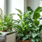 Voici comment éviter que votre chauffage ne tue vos plantes d’intérieur