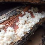 Mérule sur bois de chauffage : l'identifier et s'en débarrasser ?