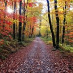 Forêts privées : est-il interdit de randonner, de courir ou de faire du vélo sur des sentiers pendant la chasse