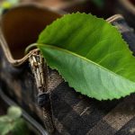 Découvrez pourquoi mettre une feuille de laurier dans vos chaussures peut améliorer votre quotidien